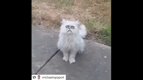 Michael Rapaport - This Stray Cat Looks Like Grandma