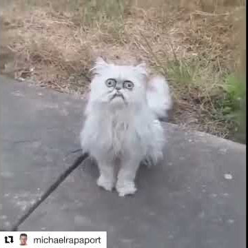 Michael Rapaport - This Stray Cat Looks Like Grandma
