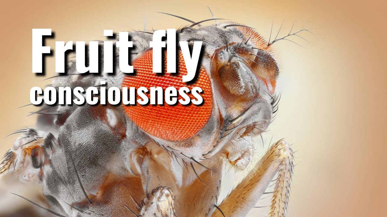 Mindblowing Discovery! Do fruit flies have consciousness?! YouTube