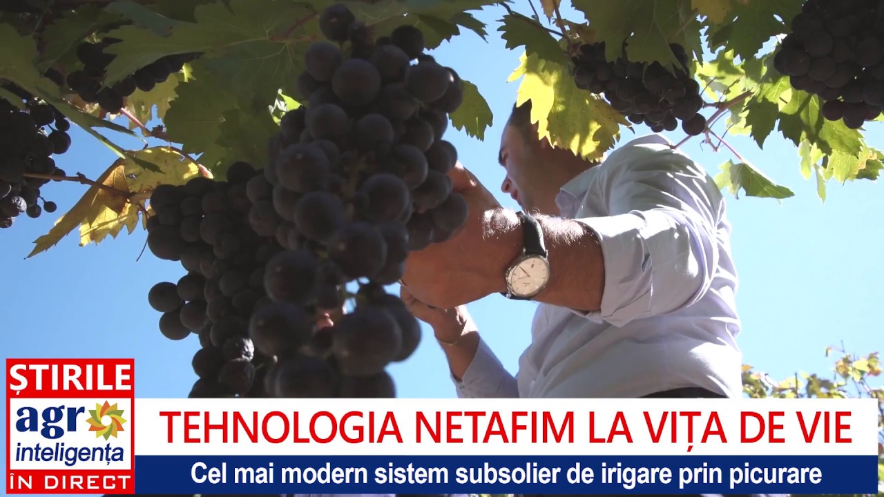 Via din România cu sistem îngropat de irigare prin picurare