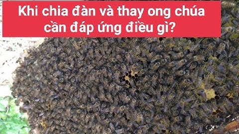 Khi chia đàn và thay ong chúa cần đáp ứng điều gì? 