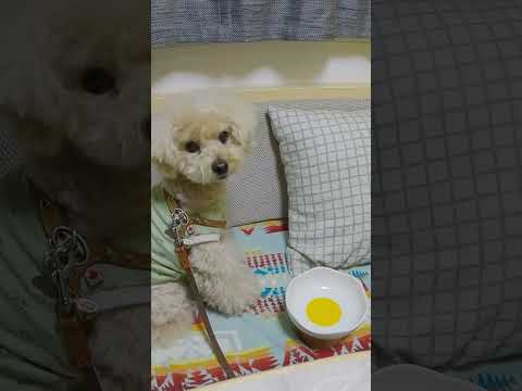 おかわり欲しいな #犬のいる暮らし #トイプードル