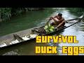 He Failed to Catch Ducks… Then Found Hundreds of Eggs