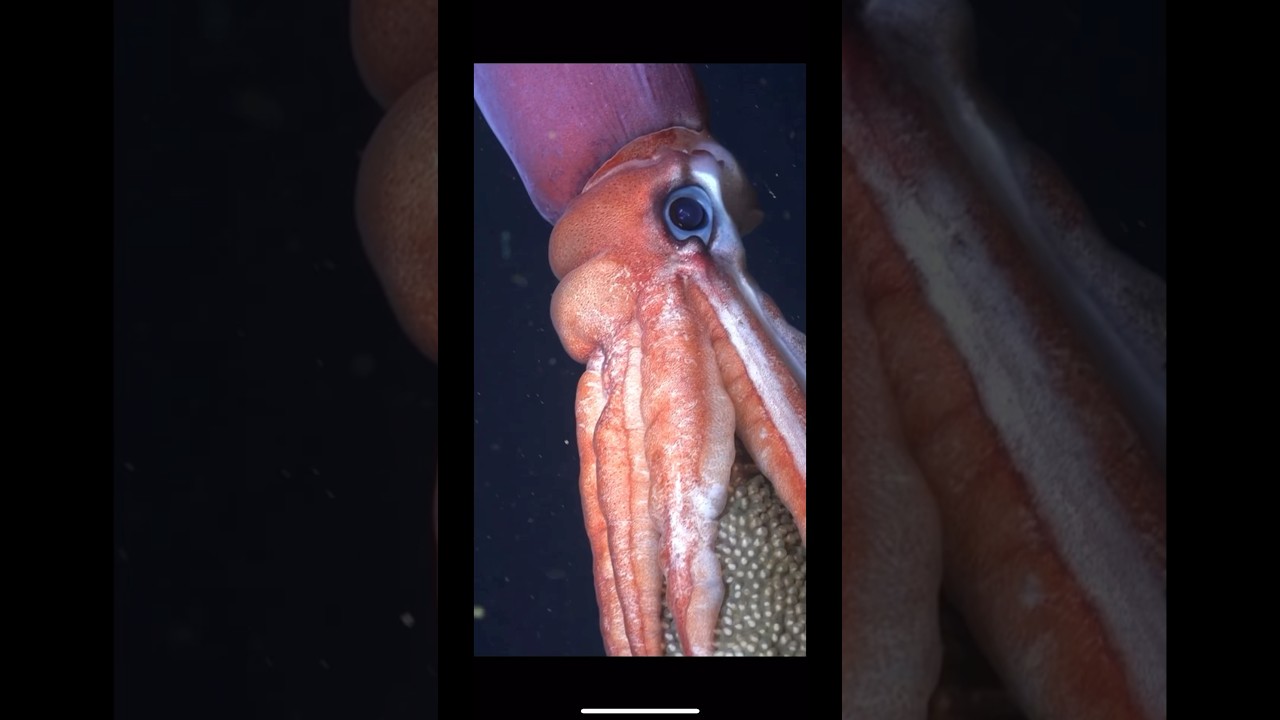 A Gonatus onyx will carry her large egg mass for months🙏🏼💕