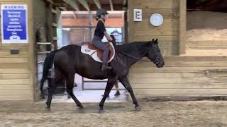 Nova trot flat work with child rider