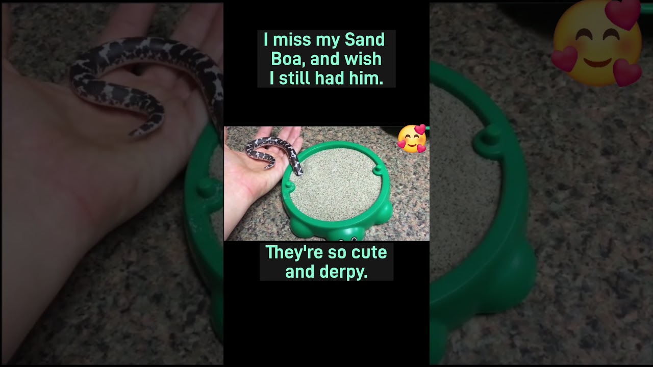 Adorable Sand Boa                         