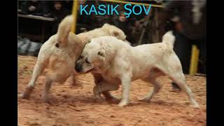 Shunkar Efsanesi̇ Cao