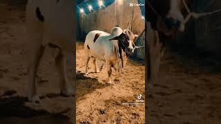 Download Lagu TikTok compilations of cow mandi karachi || Tik Tok famous videos MP3