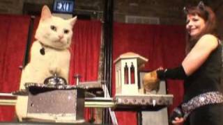 Zirkus-Katzen erobern die Bühne