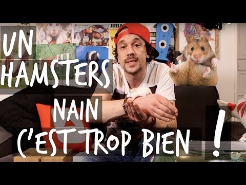 Vidéo: Comment élever Des Hamsters Dzungarian