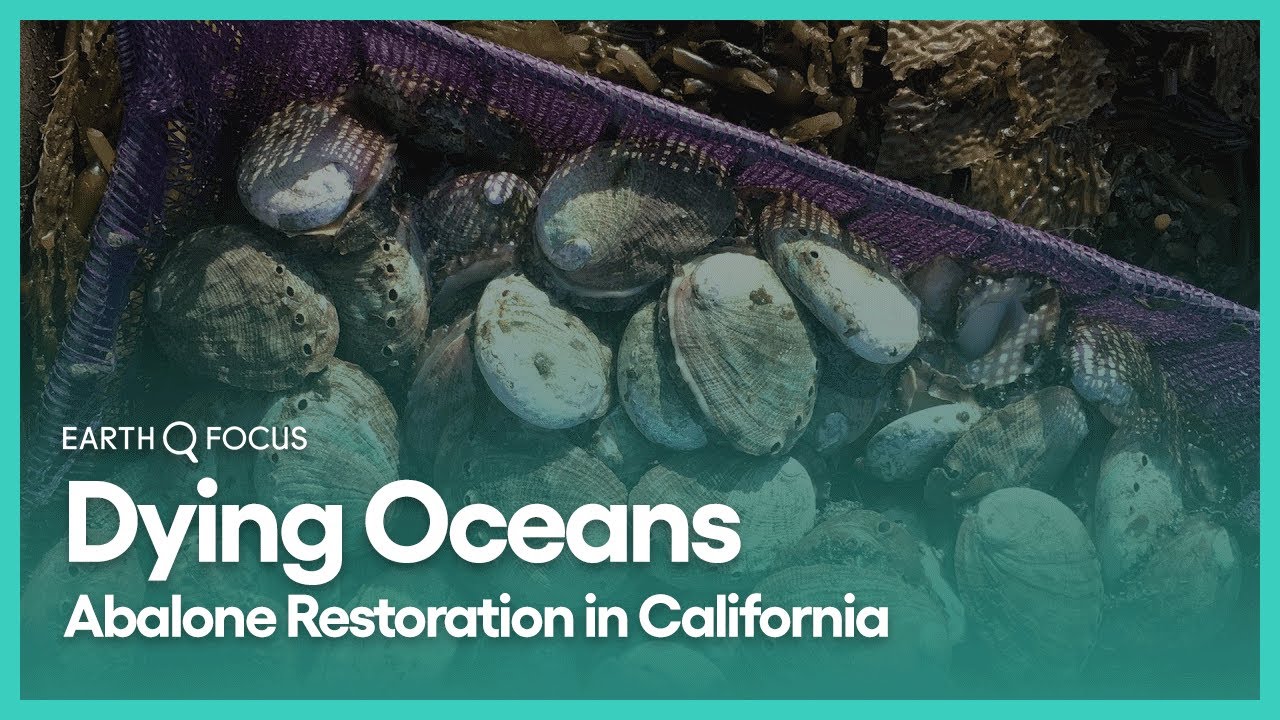 Dying Oceans Abalone Restoration in California Earth Focus Season