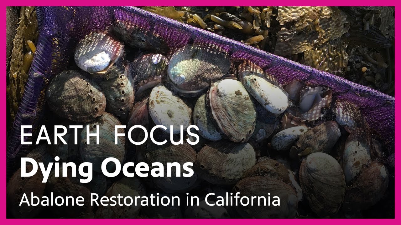 Dying Oceans Abalone Restoration in California Earth Focus Season