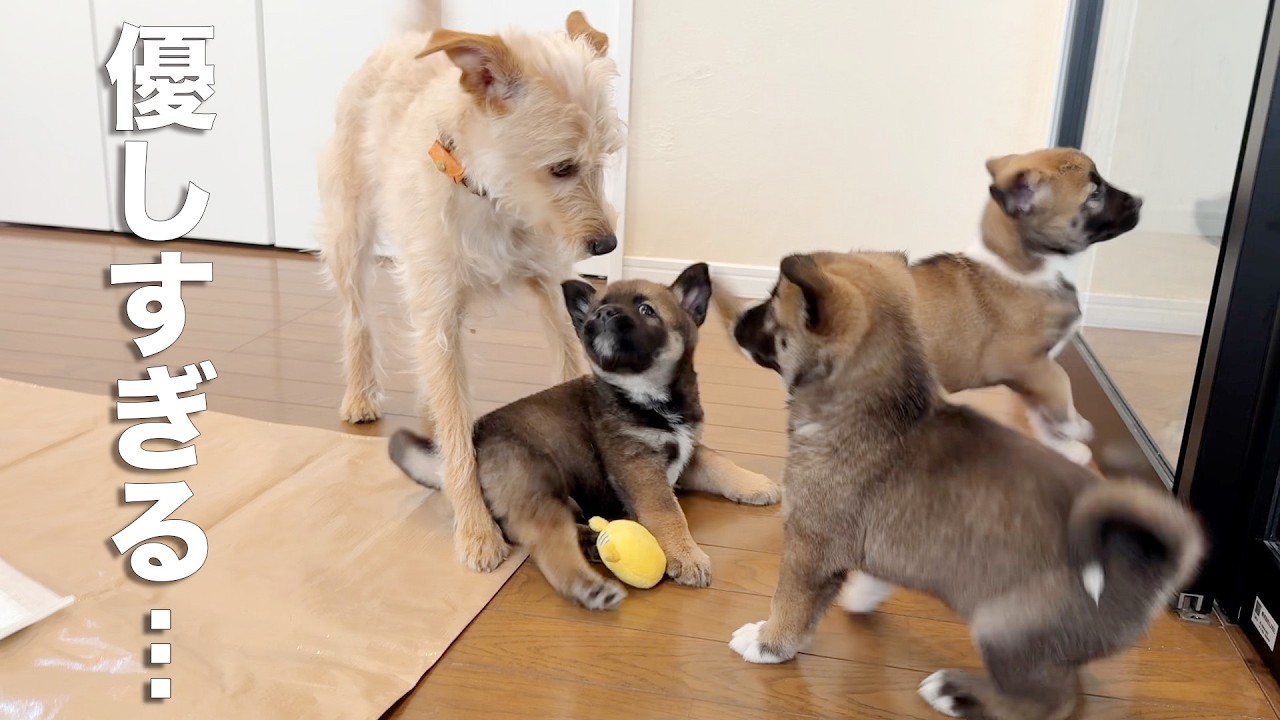 保健所から来た6週齢の野犬4兄弟。兄犬が見せた優しさが想像以上でした…