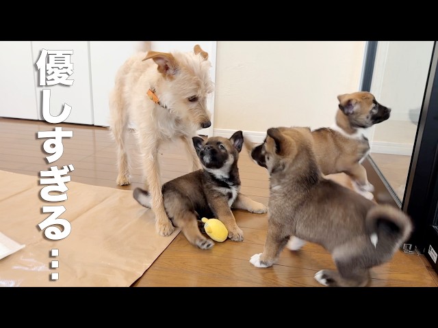 Four 6-week-old stray dog ​​brothers were brought to us from a