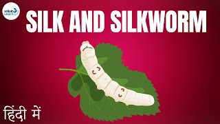 Silk and Silkworm - in Hindi (हिंदी में )