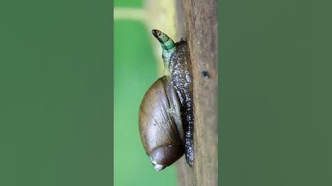 [약혐] 달팽이를 좀비로 만드는 기생충.... 밥 먹고 1시간 뒤에 보세요!!