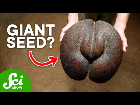 5 of the World&rsquo;s Most Bizarre Seeds