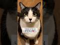 『かわいい』方が嬉しい猫は甘えてるとき舌出がち #shorts #お返事猫 #ねこ #ネコ #ハチワレ