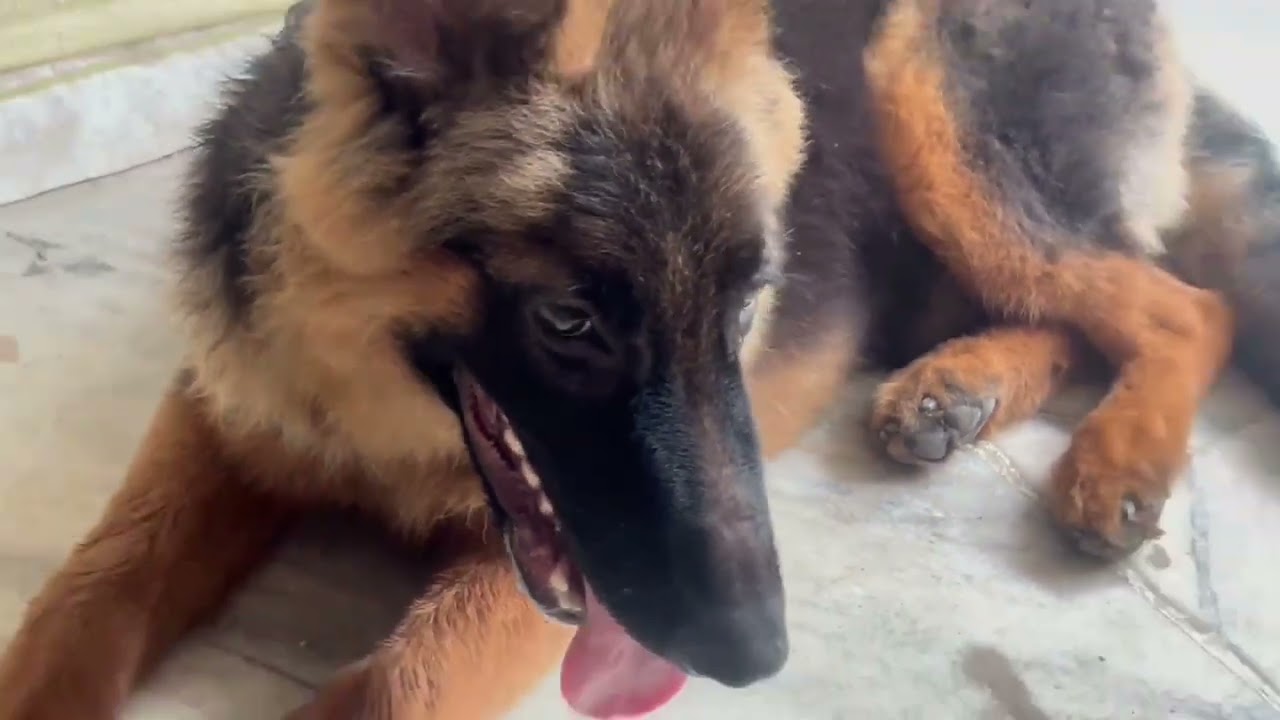 👉 Simba 🐾 | KCI Registered German Shepherd Puppy | Food Routine & Walk Vlog | Life with Pathaan