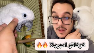 طيرنا الجديد كوكاتو امبريلا😍🔥