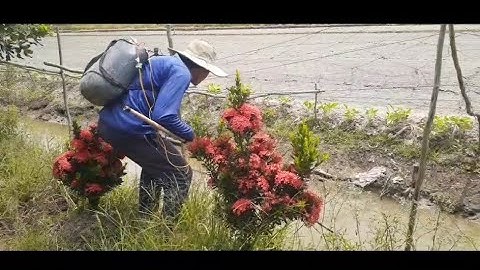 Đi Xịt Cá Về Làm Bữa Cơm Chiều Ai Ngờ Trúng Mánh + Quá Êm Luôn