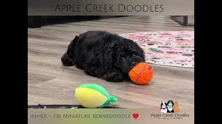 ASHER - F1b Mini Bernedoodle - King of Cuddles!