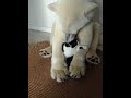 An Impossible Friendship: A Cat and a Polar Bear ❄️🐱🐻‍❄️ #cat #polarbear #cuteanimal #shorts #animal