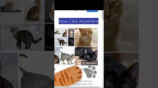 Google Search Cat Paw Print Game screenshot 2