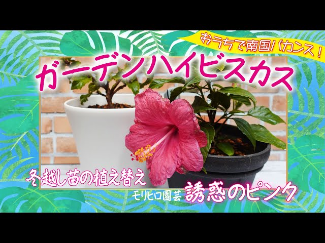 【冬越し苗の植え替え】ハイビスカスの育て方と植え替えのやり方 ...