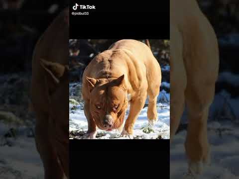Video: Քայլելով ձեր շունն ընդդեմ պարզապես ձեր շանը դուրս թողեք բակում
