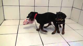 Available female puppies by familydobes 2,668 views 7 years ago 2 minutes, 39 seconds