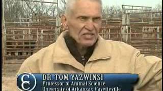 Deworming Cattle in the Springtime