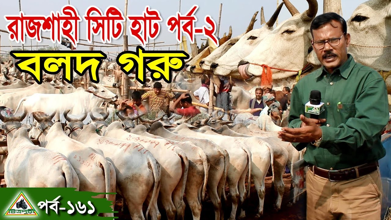 Krishi161কৃষিচিত্র/সর্ববৃহৎগরুর হাট, রাজশাহী সিটি হাট।Country's largest cattle market, Rajshahi