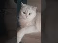 Когда посадили подпишись рек топ тренды шортс хочуврек кот юмор рекомендации Shorts Когда посадили подпишись рек топ тренды шортс хочуврек кот юмор рекомендации Shorts