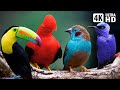 Most beautiful tropical birds  amazing birds chirp  stress relief  healing nature sounds