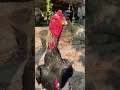 Giá vàng tăng thì giá đô la tăng hay giảm