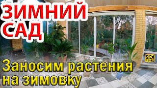 Заносим растения на зимовку в зимний сад - оранжерею