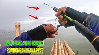 BEGINI JADINYA !! KALAU DIHADANG ROMBONGAN IKAN DI RUMPON || MANCING SEMARANG