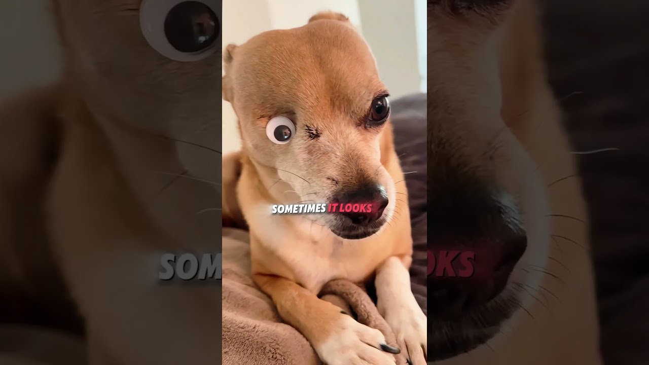 This dog was born with only one eye!   #usa