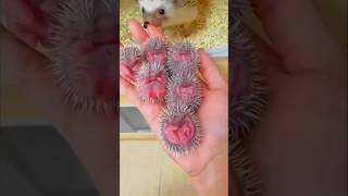 Baby Porcupines Are Born With NO Spikes#shorts
