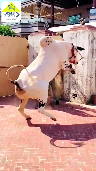 Dangerous cow Bakra Eid qurbani #shorts #cow #bakraeid2024