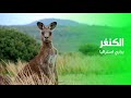 الكنغر الحيوان الوطني في استراليا الحيوان الوطني