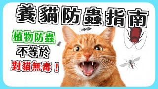 養貓安全防蟲指南對貓無毒的蟑螂螞蟻飛蚊防治術 #貓咪大學 35 #貓老闆