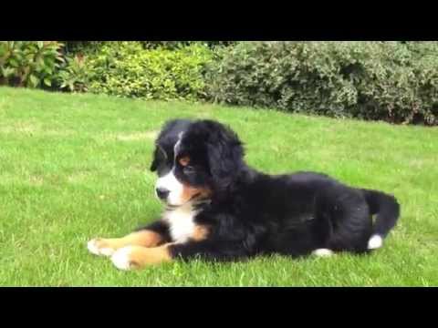 Berner Sennen pups te koop