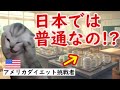 【海外の反応】日本の生活で見た“当たり前の光景”…アメリカ人が絶句した理由とは？その内容に仰天!!猫ミームで紹介。