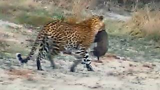 We have confirmed that this is Tlalamba moving one of her cubs on 5th August 2026.
This is the oldest nature cam in the world. It’s been broadcasting LIVE from this spot since 1998. With some luck you might see big cats or a herd of elephant coming for a drink. You can also expect to see a lot of impala (light brown antelope), waterbuck (white circle on rump), nyala (males are darker with white stripes and have yellow legs while females are more orange white stripes on flanks) and many other types of mammals, birds and reptiles.The camera is remotely controlled by a volunteer corps of people around the world known as ‘zoomies’. They log into the camera according to a schedule in shifts, and pan, tilt and zoom in search of animals.
Chat Rules:
1 - Do not engage in negativity, keep it family friendly, cam related. Do not engage in spamming of the chat with multiple posts unrelated to the channel. Bots, Spammers and Clones will be removed.
2 - NO USE OF ALL CAPS, even if someones name is set up that way, as YouTube Nightbot will remove your post.
3 - PLEASE DO NOT USE ANY EMOJIS IN CHAT ON THIS STREAM. That includes creative keyboard activity to create substitutes.
4 - Constructive feedback is always welcome, but must be in a polite and respectful way
5 - To share concerns with Djuma please email cam@djuma.com
6 - Negative and offensive comments & disrespecting the channel, rules, Zoomies, administration, nightbot, other chatters, and mods will not be tolerated
7 - No remarks/discussions involving politics, religion, racial, sexual orientation, sex in general, drugs and alcohol, guns/hunting/shooting/poaching of animals or other divisive topics please.
8 - Religious names are accepted as long as they do not discriminate against others.
9 - Please do not self-promote here.
10 - Please be respectful and considerate of others with comments in all languages
11 - Do not post personal info in to chat, like emails, numbers and platform contacts. This is an international channel and email and electronic information harvesting is on the rise and could be used against you. Be vigilant with personal information. This can result in various levels of security threats. We will not tolerate anyone engaging in activity that appears to lure people into such situations.
12 - Do not post about blocking other chatters, using the 3 dots or being blocked by a chatter as it makes the chat unwelcoming and unfriendly. Also avoid posts about nightbot activity or removal of posts, or other such actions in response to violations.
13 - Negative comments about Djuma, the lodges, workers, Djuma employees, the land owners and guests at the lodge being heard enjoying themselves over the dam cam audio will not be tolerated.
14 - Zoomies are currently not permitted to zoom intentionally on Rhinos. If you hear such animals, or one is accidently shown briefly on camera before the camera can be moved away, please do not talk about said rhino in the chat. We know this can be difficult and that you want to see and talk about these magnificent animals. We have this policy to protect these highly endangered animals. There is also an Anti-Poaching Team that is occasionally seen driving at night on the Reserve. Please do not chat about the location of said patrols if they are seen.
*Violations of these rules will be met with consequences depending on the nature of the violation and history of violations. Removal of post, Warning in Chat, Time Out ranging from 1 minute to several days, depending on the situation. Blatant disrespect, intentional, or repeated violations of the rules, may result in a chatter being banned from chat. The consequences may be imposed by Nightbot, Moderators, or Administrators of this Stream. These persons will not justify their actions in chat, and we ask that you not ask them to, pursuant to rule 12. We have confirmed that this is Tlalamba moving one of her cubs on 5th August 2026.