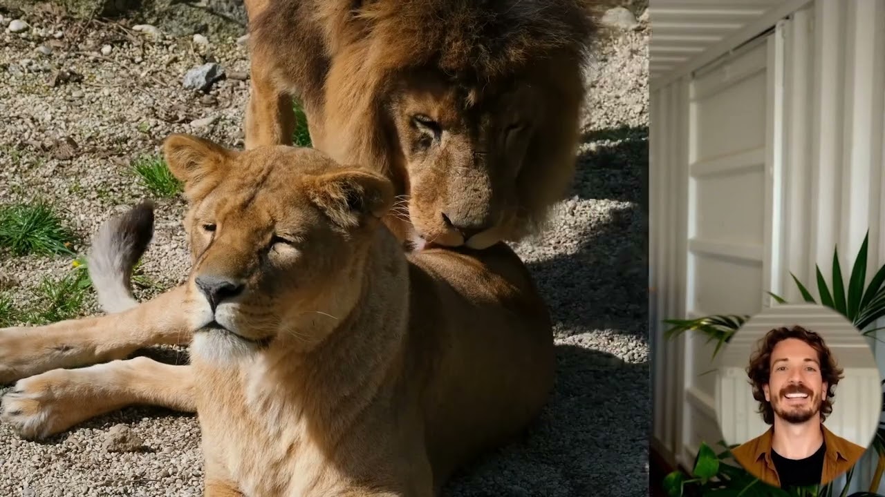 The Surprising Truth About Lions in the Wild