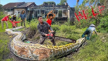 Giant Golden Python Attacks Woman!| Horrifying Scene Captured On Camera. Clean Up Abandoned House