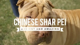 ALL ABOUT CHINESE SHAR PEI ANCIENT AND AMAZING