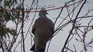 Peter the pigeon 8 balancing on a branch whilst eating tree buds.